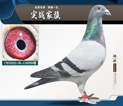 凡龍X奶酪 厚德寄養(yǎng)棚五關(guān)獎(jiǎng)鴿