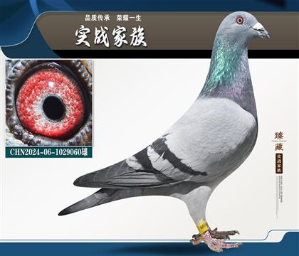 西格穆勒 從頭贏到尾家族