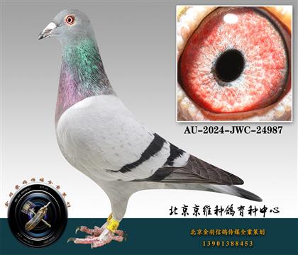 78-AU-2024-JWC-24987