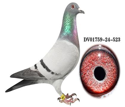 DV 01759-24-523雌