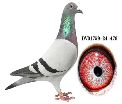 DV 01759-24-479雄