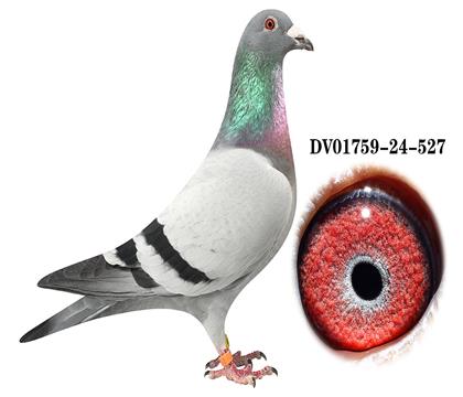 DV 01759-24-527雄