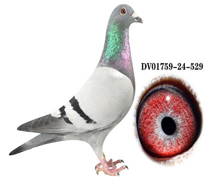 DV 01759-23-529雄
