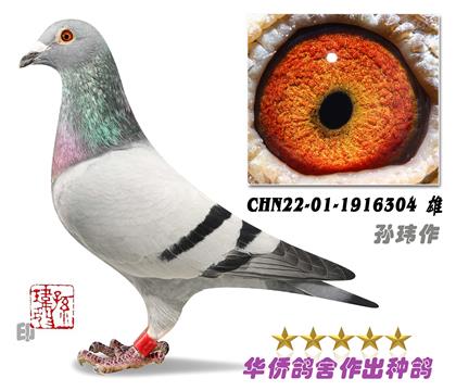 4̖(ho)--ղɭ+Aϵ1916304-