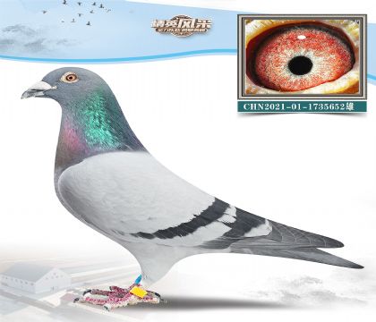 5.СO.1735652