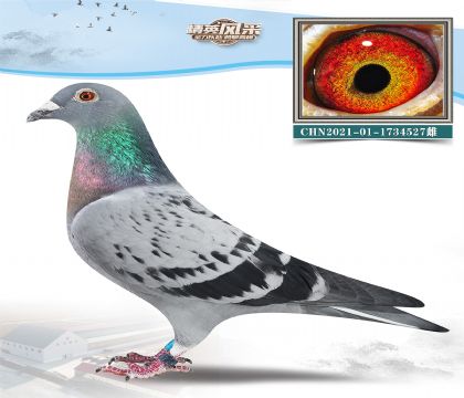 9.LI(y)wѪϵ.1734527