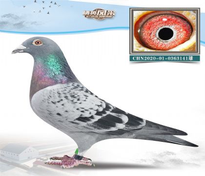14.СoO.0363141