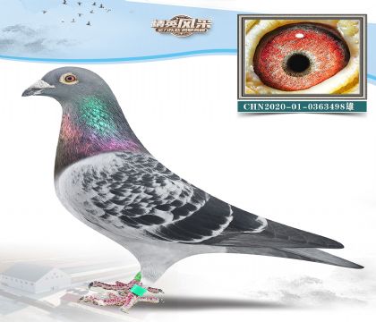 4.¸׵ϽѪ.0363498