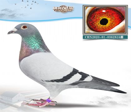 13.D˹003O.0362816