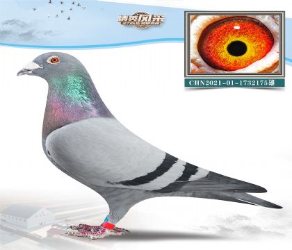 8.D˹xܸ׵.1732175