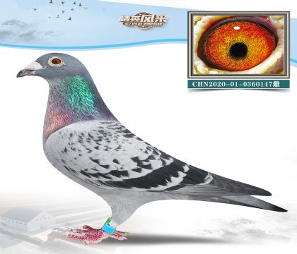 9.\WO.0360147