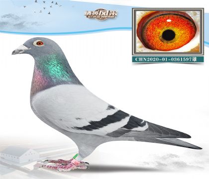 12.LI(y)?sh)?0361597