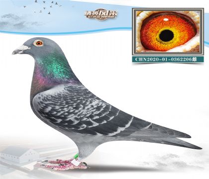 13.Ӵ.0362206