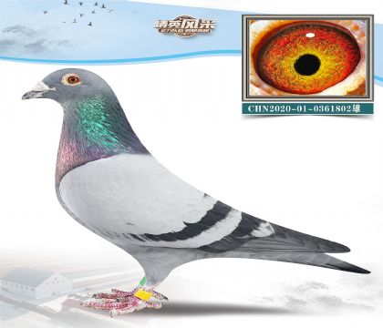 14.ܸ׵ȫӴ.0361802