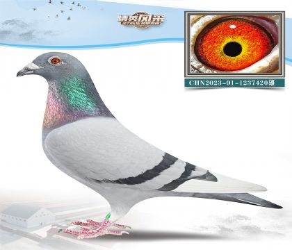 6.Lv˹СSO.1237420