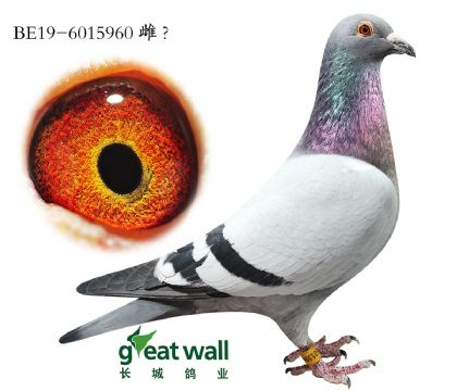 11.LwѪϵ.6015960