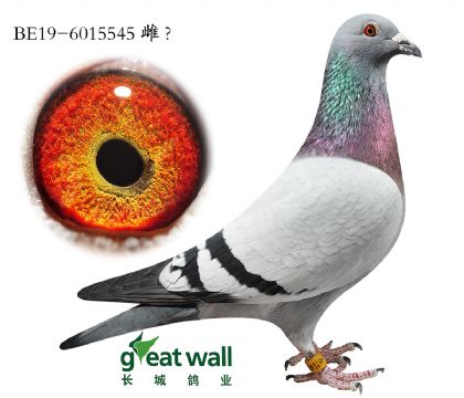 12.L̖ȫ.6015545