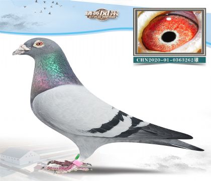 3.SѸ̖O.0363262