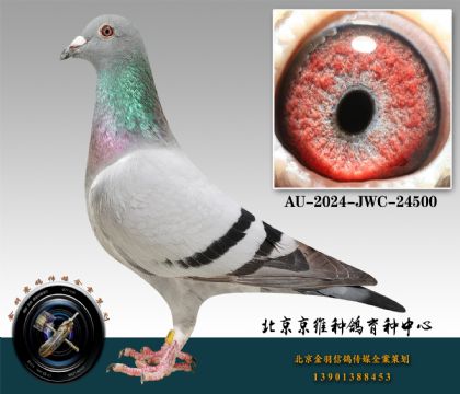232-AU-2024-JWC-24500