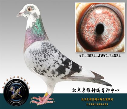 237-AU-2024-JWC-24524