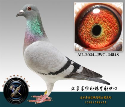 238-AU-2024-JWC-24548