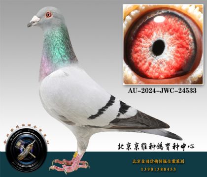 239-AU-2024-JWC-24533