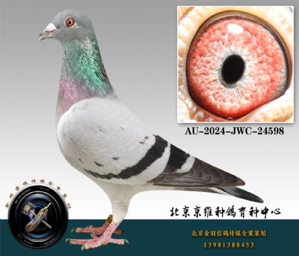 240-AU-2024-JWC-24598