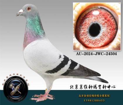 242-AU-2024-JWC-24504