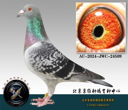 243-AU-2024-JWC-24509