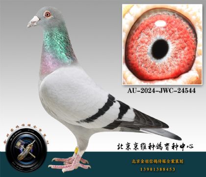 252-AU-2024-JWC-24544