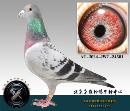 262-AU-2024-JWC-24501