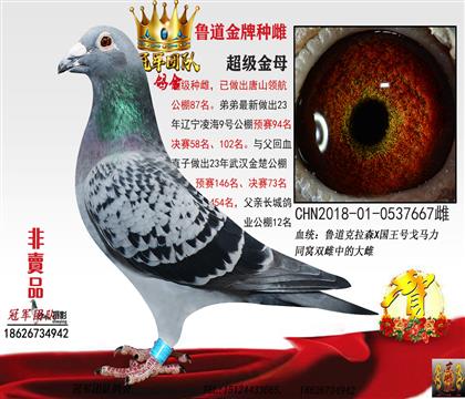 母親一魯?shù)澜鹋品N雌（后代多羽公棚高位）