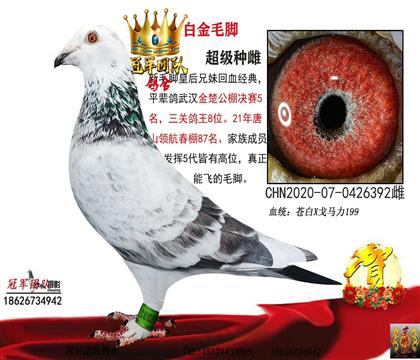 母親一白金毛腳