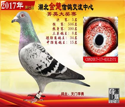 家族代表之一公棚鴿王8位