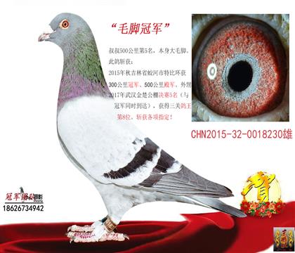 家族代表之一冠軍