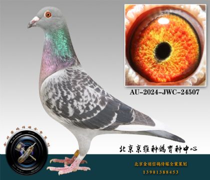 268-AU-2024-JWC-24507