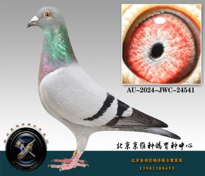 272-AU-2024-JWC-24541