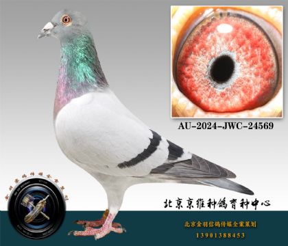 282-AU-2024-JWC-24569