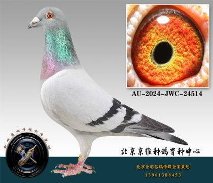 286-AU-2024-JWC-24514