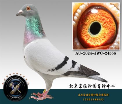287-AU-2024-JWC-24556