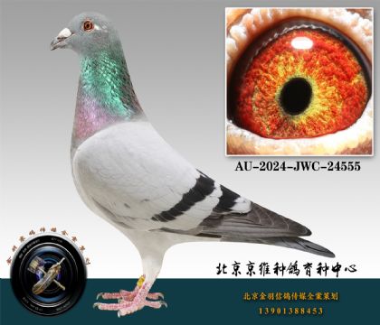 292-AU-2024-JWC-24555