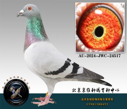 295-AU-2024-JWC-24517