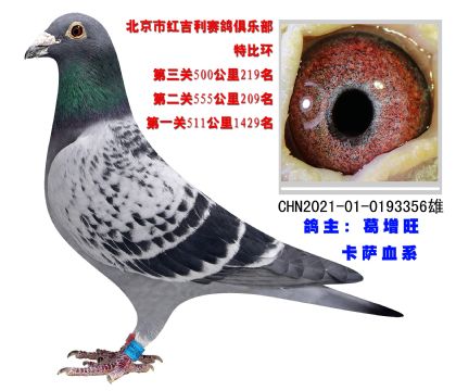 北京市紅吉利賽鴿俱樂部500公里219名