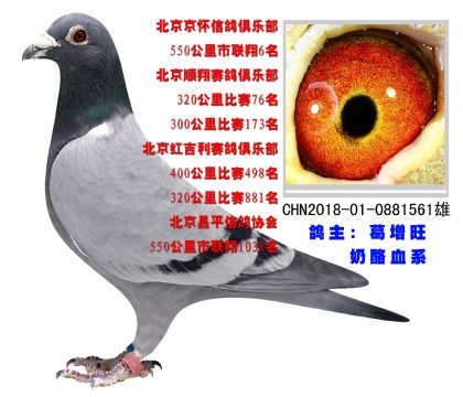 市聯(lián)翔550公里比賽6名