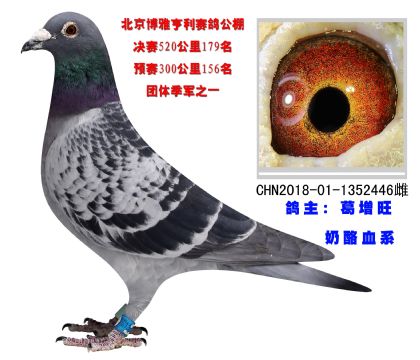 北京博雅亨利賽鴿公棚決賽179名