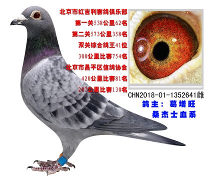 北京紅吉利俱樂部雙關(guān)綜合41名