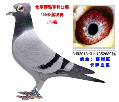 北京博雅亨利賽鴿公棚決賽175名