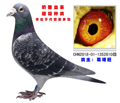 奶酪血系 超級種鴿