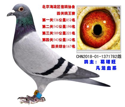 北京海淀區(qū)信鴿協(xié)會四關(guān)綜合167名