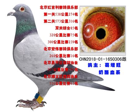 北京紅吉利賽鴿俱樂部雙關(guān)綜合85名